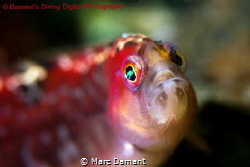 The Long Fin Gunnel is a voracious little hunter that can... by Marc Damant 